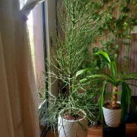 گل آفورینا تیرکالی