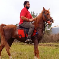 اسب سیلمی|اسب و تجهیزات اسب‌سواری|تالش, هشتپر|دیوار