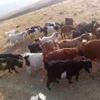بزقاله خوب سر حال