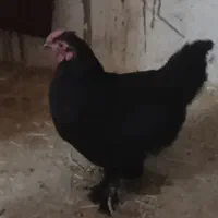 خروس چینی مینیاتوری|حیوانات مزرعه|تفت, |دیوار