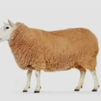 قصاب سیار  سلاخ سیار قصابی در محل