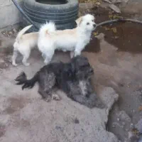 سه سگ پا کوتاه و یک سگ هاسکی بفروش میرسد|سگ|بم, |دیوار