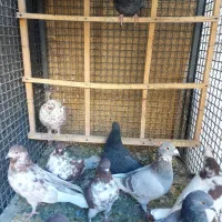 کفتر پرشی و سالم|پرنده|قم, باجک یک|دیوار