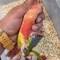 طوطی گیرینچیک راهب ملنگو سرلاکی تا جفت|پرنده|کرج, گلشهر|دیوار