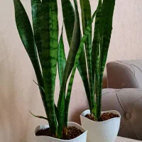 گیاه خانگی