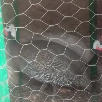 دوعدد مرغ شاخ دار|حیوانات مزرعه|سبزوار, امیر کبیر|دیوار