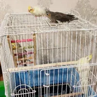 یک جفت طوطی /جوجه دهی صددرصد
