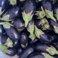 بادمجان مخصوص انواع  ترشی ، ترشی شکم پر