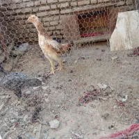 ی مرغ  لاری با دوتا جوجه اصیل دانگ بالا