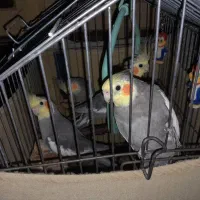 عروس هلندی ۱۰ عدد فروشی