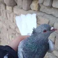 کفتر کله سفیدکربلایی زاغ دم سفید سرخ. افغانی رنگی|پرنده|باقرشهر, |دیوار