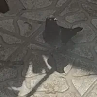کفترسیاهی باخت رفته