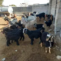 بز کهره دار