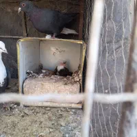 خروس و بو قلمون.سرسفید کربلای