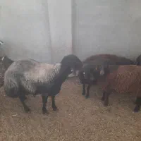 بره قوچ هموچندقول زااصل