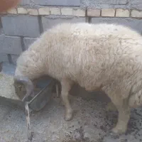 قوچ در بستان