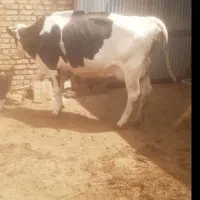 تُخک شکم دو ۳ماه آوستن