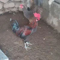 3 عدد خروس جوان و چاق