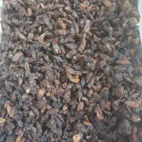 کشمش افتابی