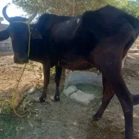 دوتا گاو راست گوشت|حیوانات مزرعه|کهنوج, |دیوار