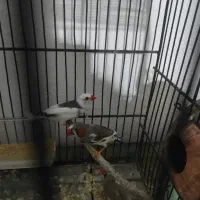 سه عدد فنچ