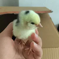 ۳۵ عدد جوجه مرغ گلین