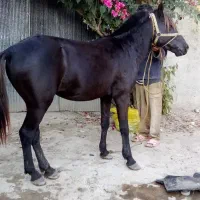 اسب نریان بنام باروت|اسب و تجهیزات اسب‌سواری|آستانه اشرفیه, |دیوار