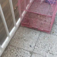 قفس
