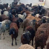 فروش گوسفند زنده