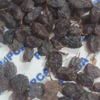 فروش عمده کشمش و شیره خرما تنوع بالا