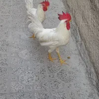 خروس