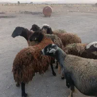 میش شیشک آبستن افشاری
