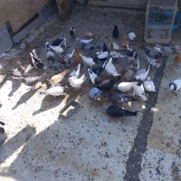 کفتر شهری بهبهانی پلاکی کبوتر|پرنده|شیراز, حجت آباد|دیوار