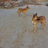 سگ باهوش|سگ|بیرانوند, |دیوار