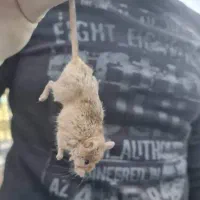 سمپاشی موریانه، سمپاشی سوسک،سمپاشی موش سم پاشی ساس|خدمات نظافت|اصفهان, احمدآباد|دیوار