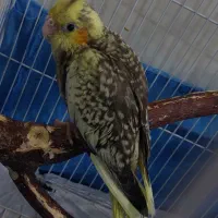 عروس هلندی سرلاکی|پرنده|تهران, علم و صنعت|دیوار