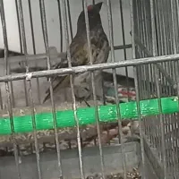 سهره گلبسر هم دهن خودش هم سهره|پرنده|تهران, خلیج فارس|دیوار