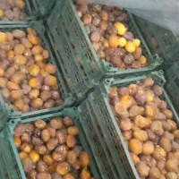 خرما برحی خوزستان