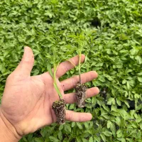 نشا صیفی گوجه فلفل بادمجان