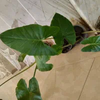 باباآدم جاینت و تنه قرمز|حراج|قم, در بهشت|دیوار