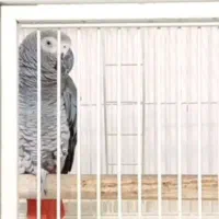 کاسکوی دم قرمز ۴ ساله