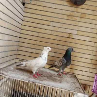 کبوتر طاوسی وتهرانی  کاکلی|پرنده|مشهد, حجاب (شهرک غرب)|دیوار