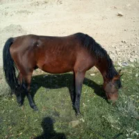 یه اسب کردویه مادیان کرد|اسب و تجهیزات اسب‌سواری|ارومیه, |دیوار