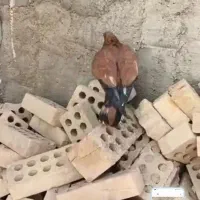 کبوتر کله ای ماده