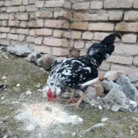 خروس گلین اصیل