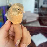 جوجه قناری خاص و رام