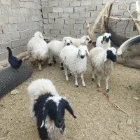 بره محلی چاق