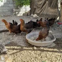فروش مرغ جوان تخم گذار جوان وخروس قربانی