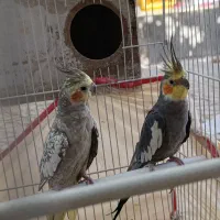 عروس هلندی