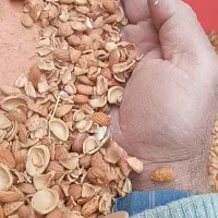 هسته شکن ،بادام ،زردآلو،گردو وانجک|خدمات باغبانی و درختکاری|یاسوج, |دیوار